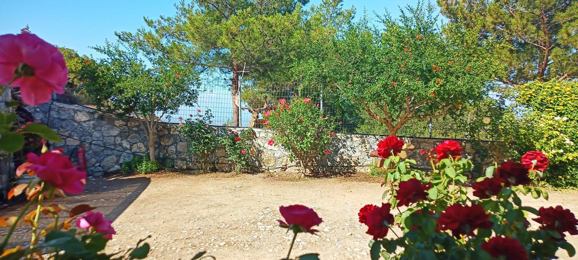 Dora'S House Villa Istrios Dış mekan fotoğraf